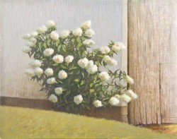 Hydrangeas