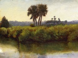 Tomoka Palms